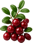 Cranberry