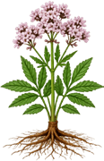 Valerian