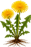 Dandelion