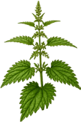 Nettle