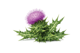 Milk Thistle